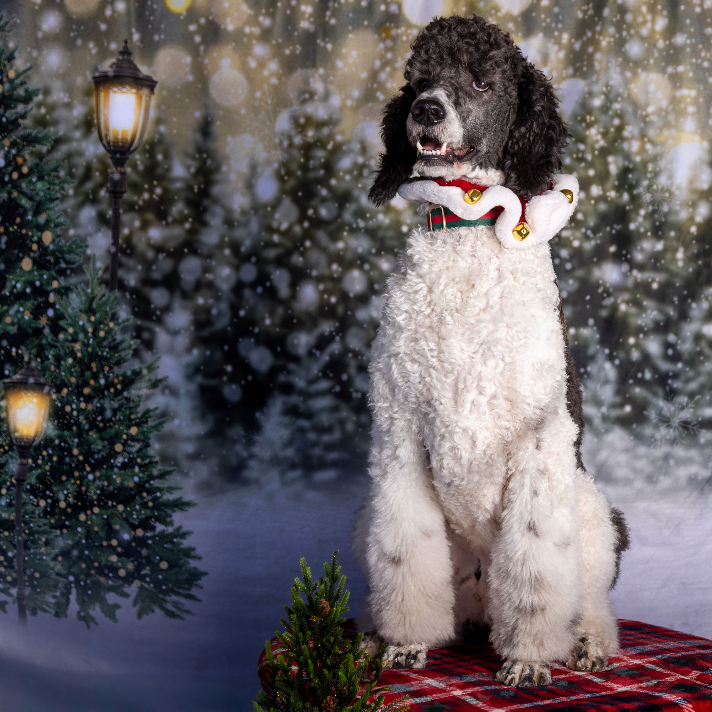 Catawba Valley Obedience Club, Hickory, NC